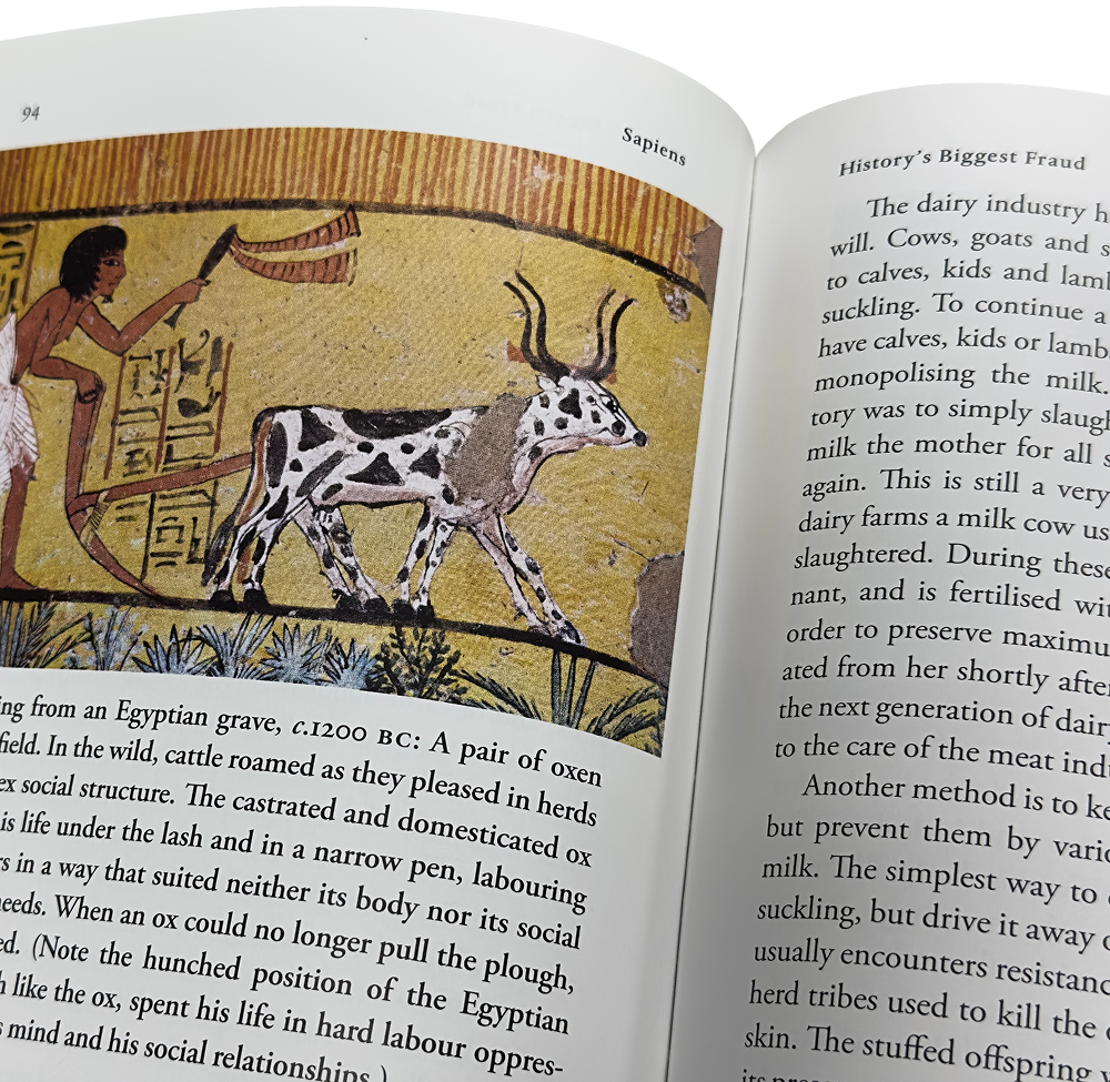 An ancient Egyptian mural depicting a man leading two oxen, shown on an open page of the book Sapiens.